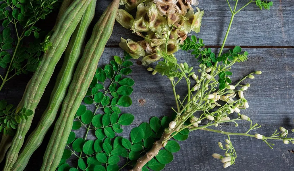 “The Power of Moringa: Why This Superfood is Taking Over the World”